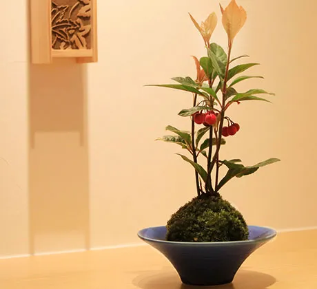 Image: 生け花